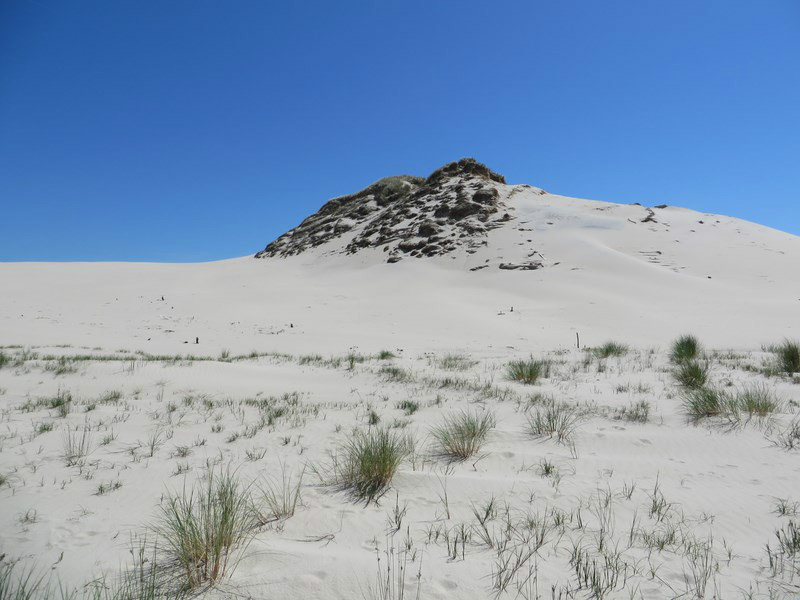Shrub Grasses Poking Through on the Dunes