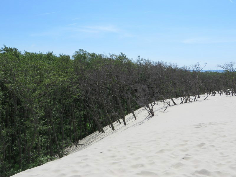 Trees Dying from the "Choking" Sand