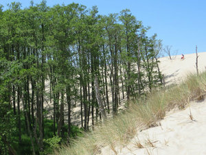 The Dunes Taking Over the Forest
