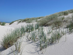 The Edge of the Beach and Dunes