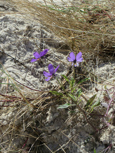 A Bit of Color Survives in the Dunes