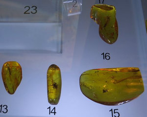 Amber is usually known for the various insects 