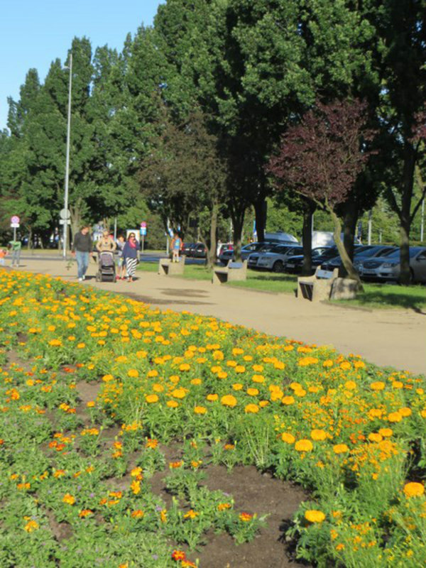 Many Green Spaces in the City of Gdynia