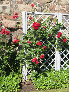 Plenty of Roses in the Gardens at the Castle