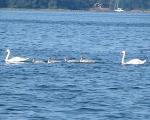 A Family of Swans