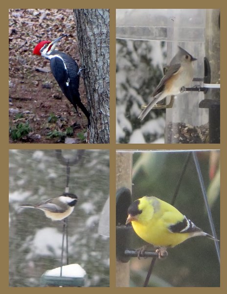 A Few of the Visitors to the Birdfeeders