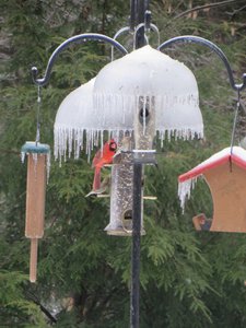 Cardinals Brightening Up A Winter Day