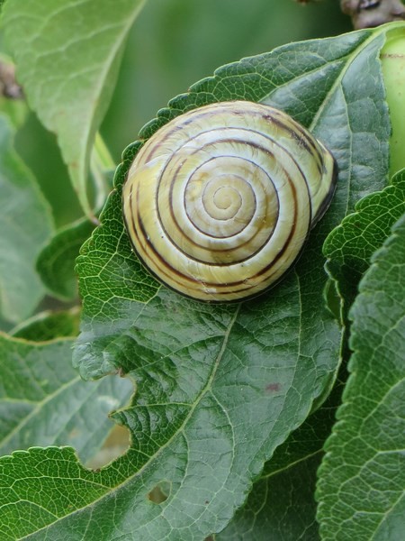 What a Beautiful Home This Snail Has!