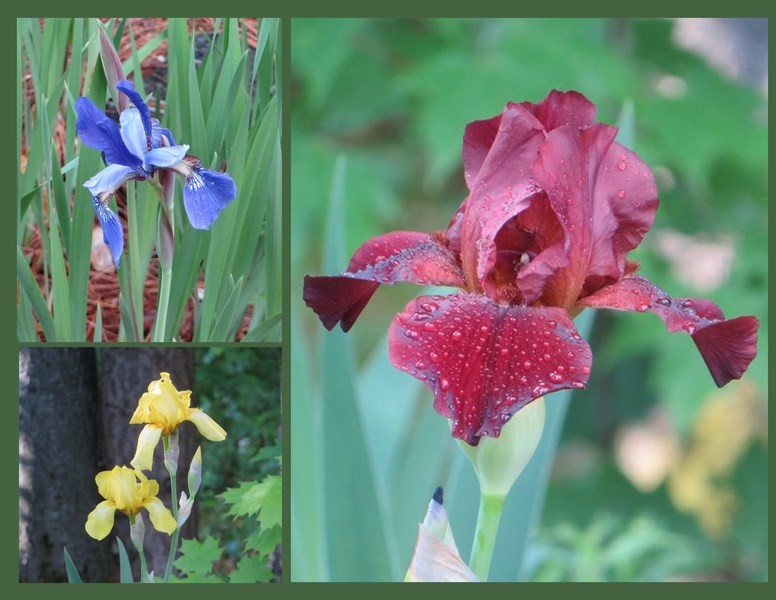 Just a Few of the Irises in the Garden Here