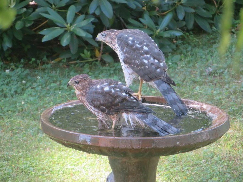 2 Sharp shinned Hawks in the Bird Bath