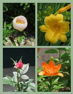 Just a Few of the Flowers We Are Enjoying