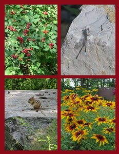 Flora & Fauna Seen on Our Walk in Hudson Crossing Park