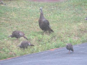 Only a  Small Group of the Many  Turkeys we See