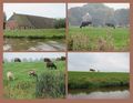 Seeing Lots of Cows, Sheep, Horses & Farmhouses