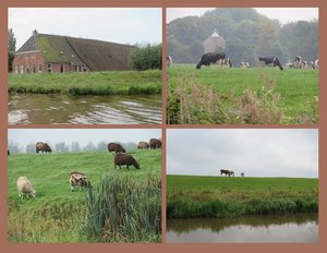 Seeing Lots of Cows, Sheep, Horses & Farmhouses