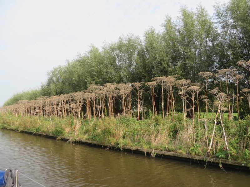 Vegetation Viewed Along the Canal
