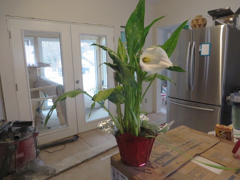Thanks Jeremy for the Lovely Calla Lily