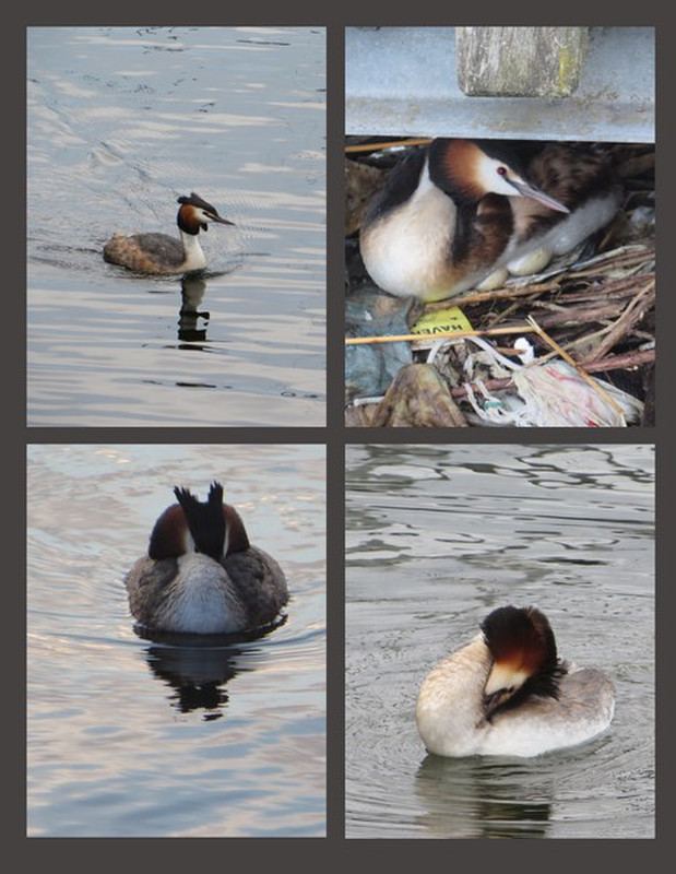 The Great Crested Grebe is Nesting (top right)