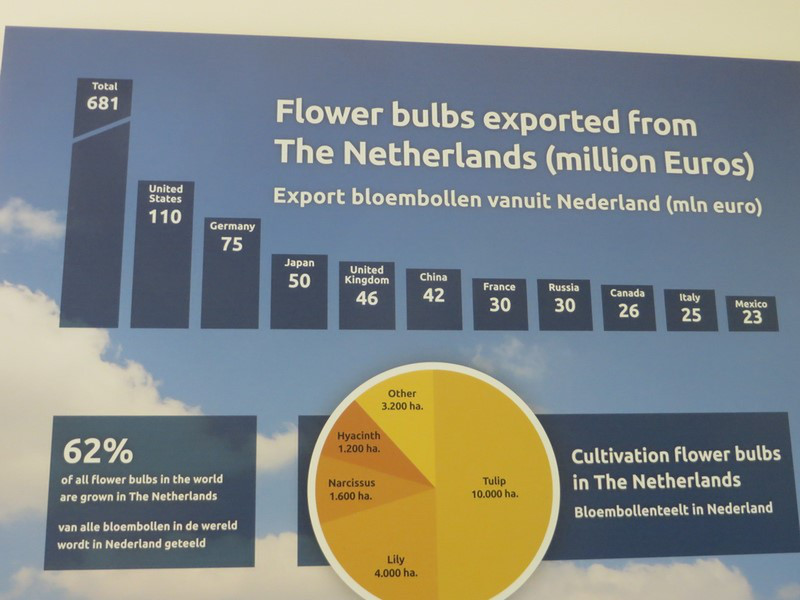 Interesting Facts About Tulip Exports