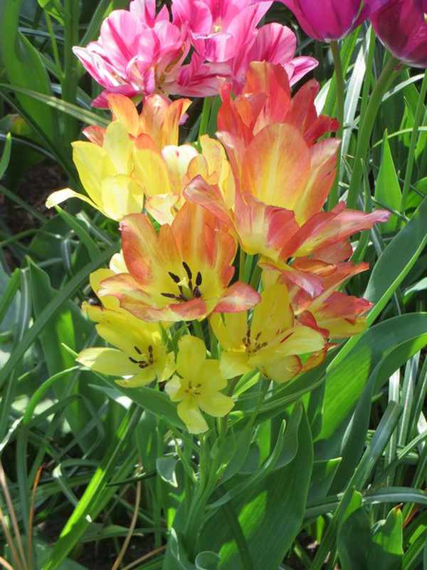 Multi-Stemmed Tulips - new to us!