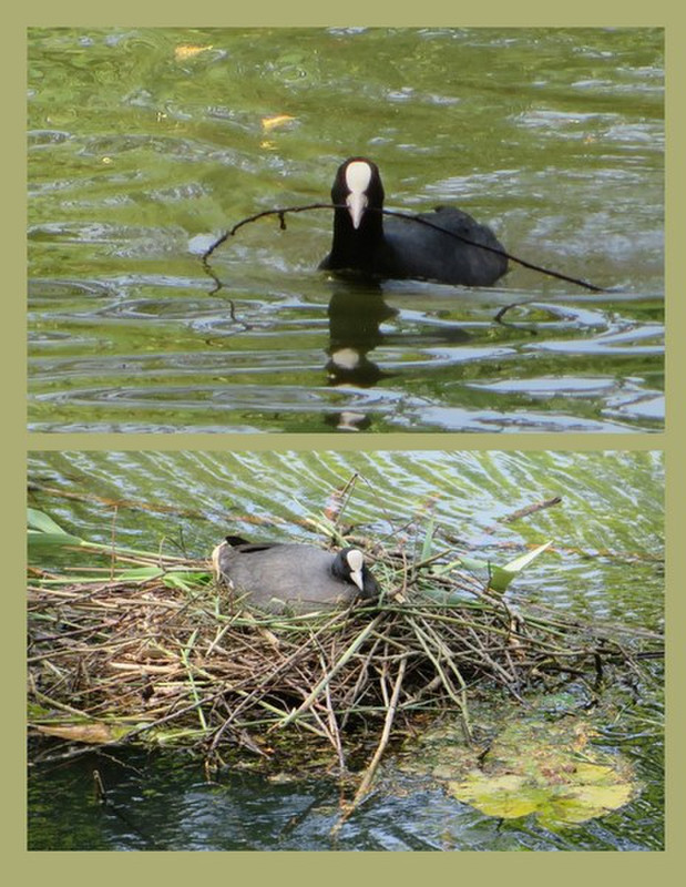 A Coot Helping with the Nest