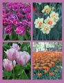 The Colors, Sizes and Styles of Flowers