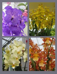 Only a Small Selection of Orchids on Display