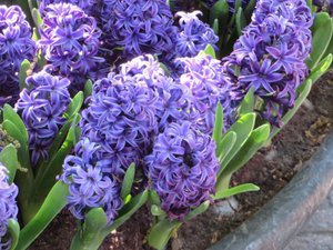 Hyacinths in a Container