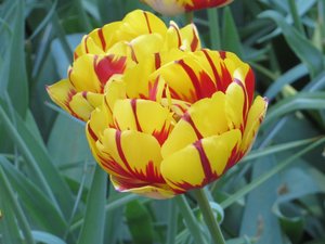 Many Striped Varieties of Tulips Here As Well