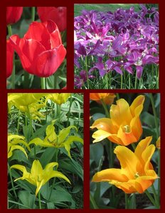 There was a Riot of Color & Styles of Tulips Here