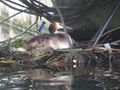 Now for the Dinghy View of the Grebe on her nest