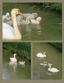 Interesting Color Differences on the Cygnets