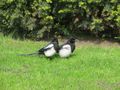 Magpies Posing For Us in the Park