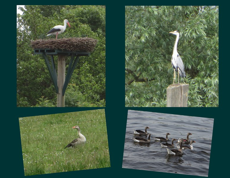 Some of the Wildlife Seen From the Canals