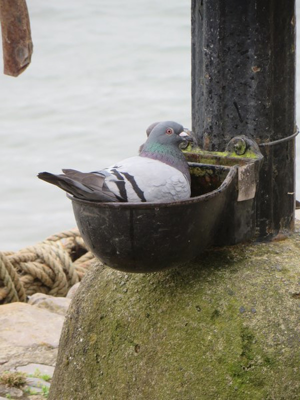 This Pigeon Found An Excellent Bird Bath!