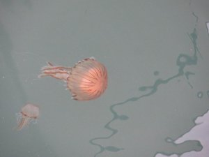 There Are Jellyfish in the River Dart