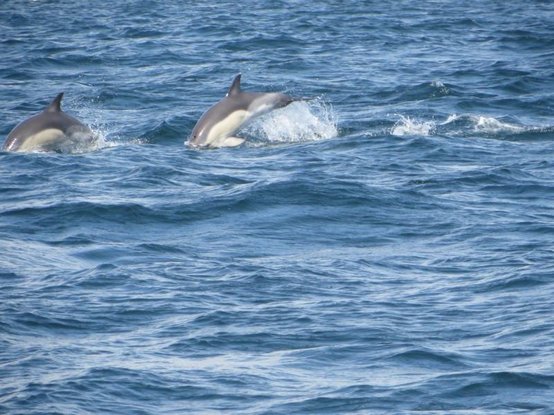 A Couple of Dolphin we "Caught"
