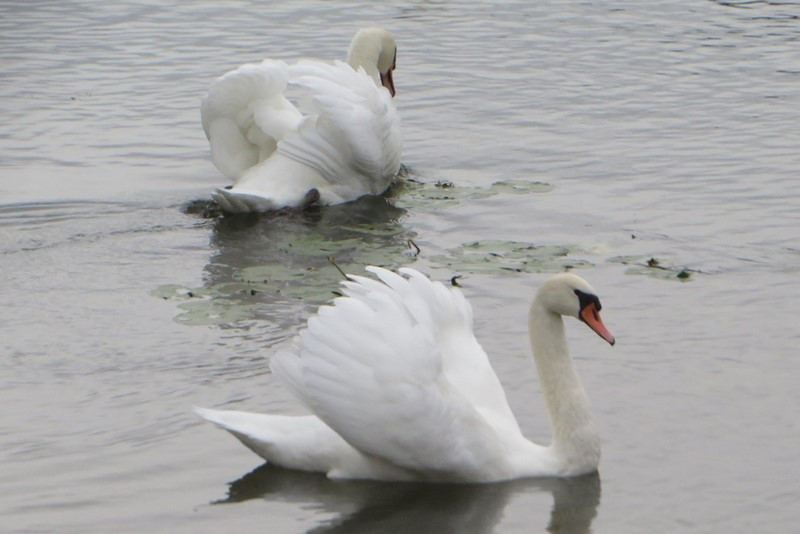 Swans on Display