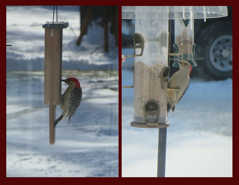 The Red bellied woodpecker 