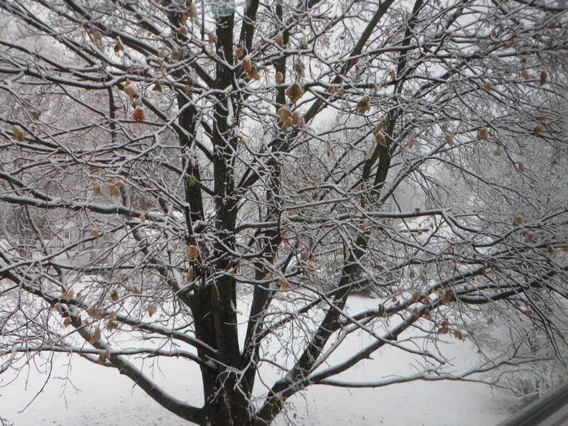 November 20th - first snow of the season