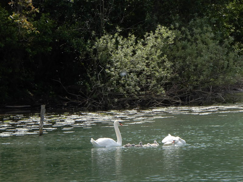 Now is the time to see families of Swans