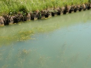 We Started To See Weeds in The River Marne