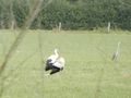 We Spotted a Few Storks in the Field