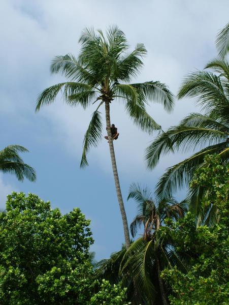Coconut Harvesting