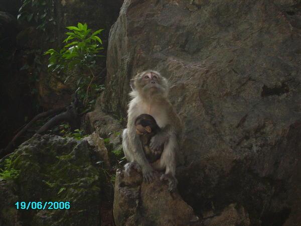 Monkey and Baby at the temple