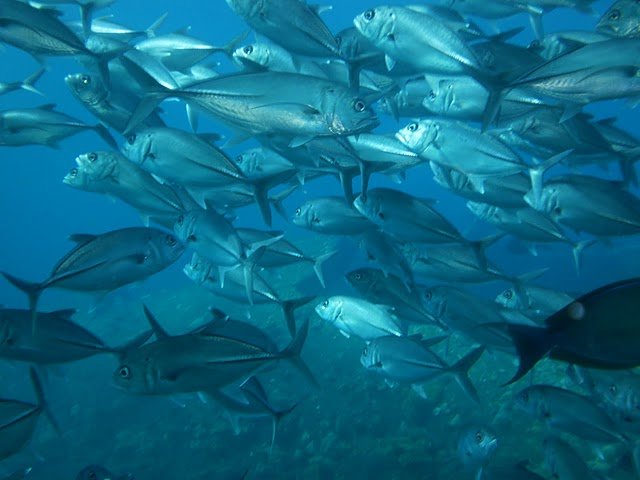 school of silver fish at USS Liberty shipwreck at Tulamben