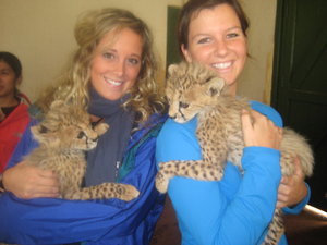 baby cheetah 2