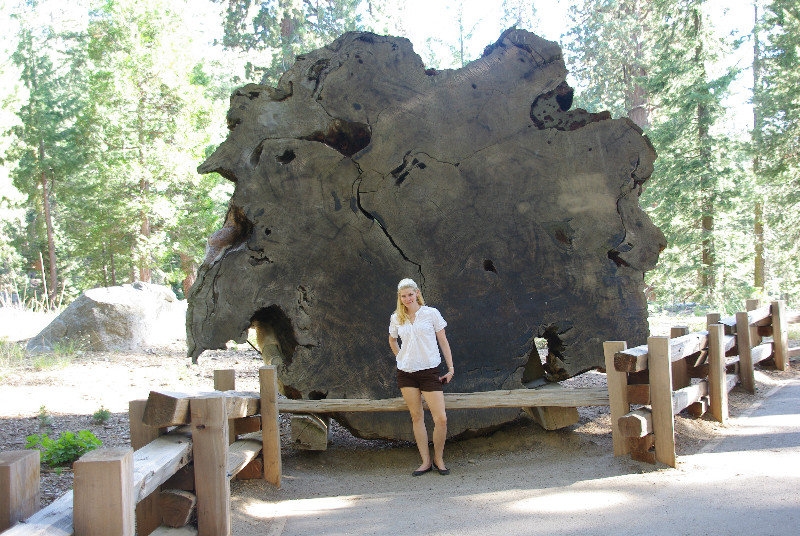 Sequoia Wurzel