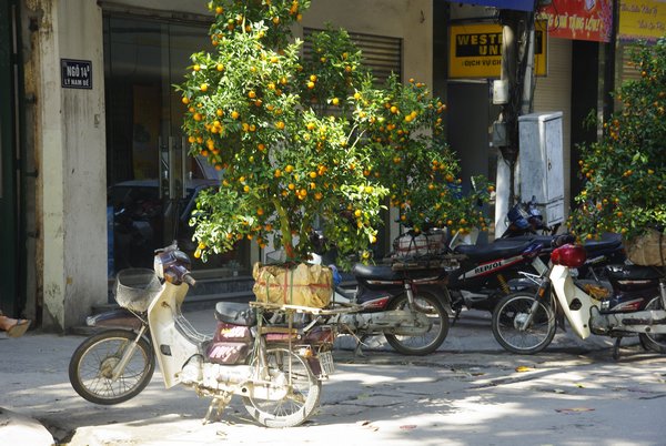 Ein Orangenbaum auf seinem "Transporter"