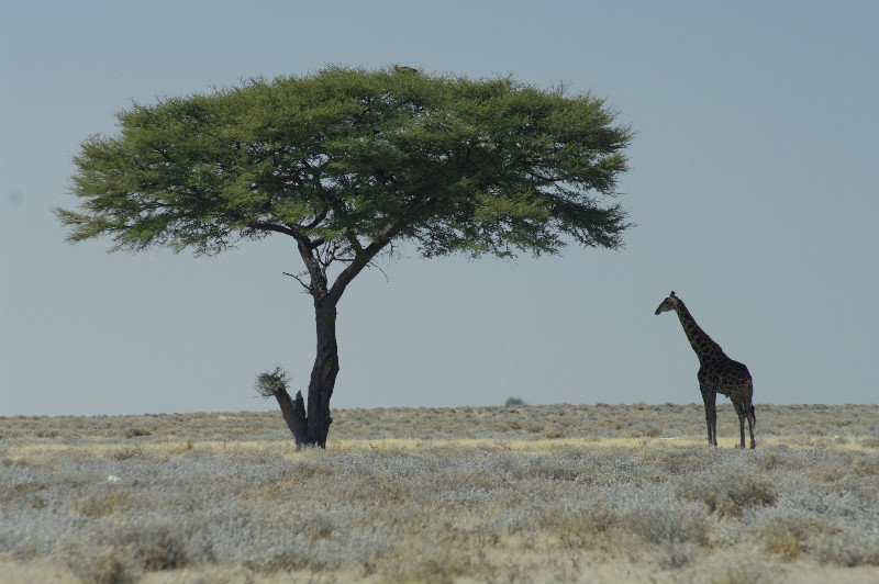 Giraffe in der Etosha